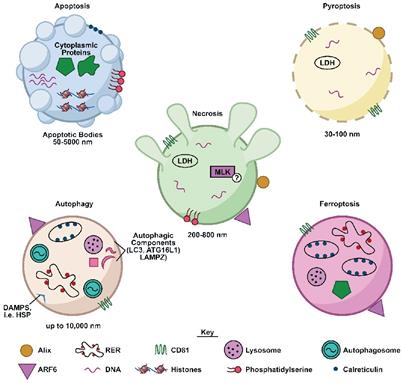 Biomarkers of chemotherapy-induced cardiotoxicity: toward precision prevention using extracellular vesicles